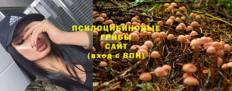 Псилоцибиновые грибы Psilocybine cubensis Гагарин